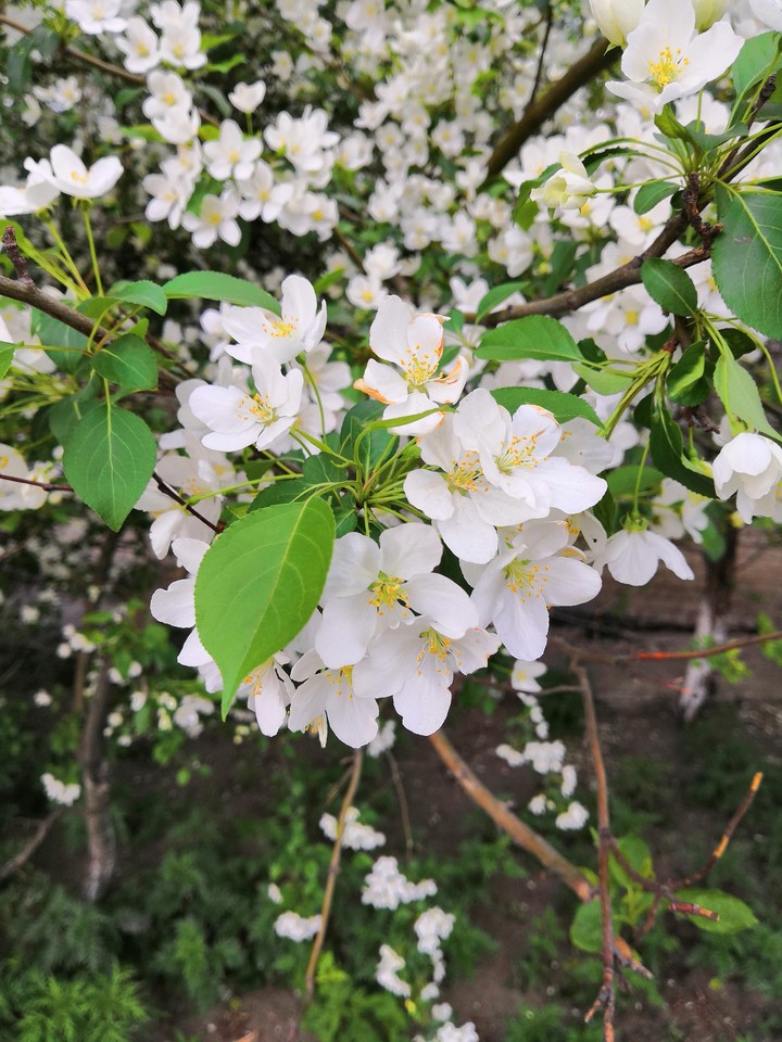 Flovers of apple tree