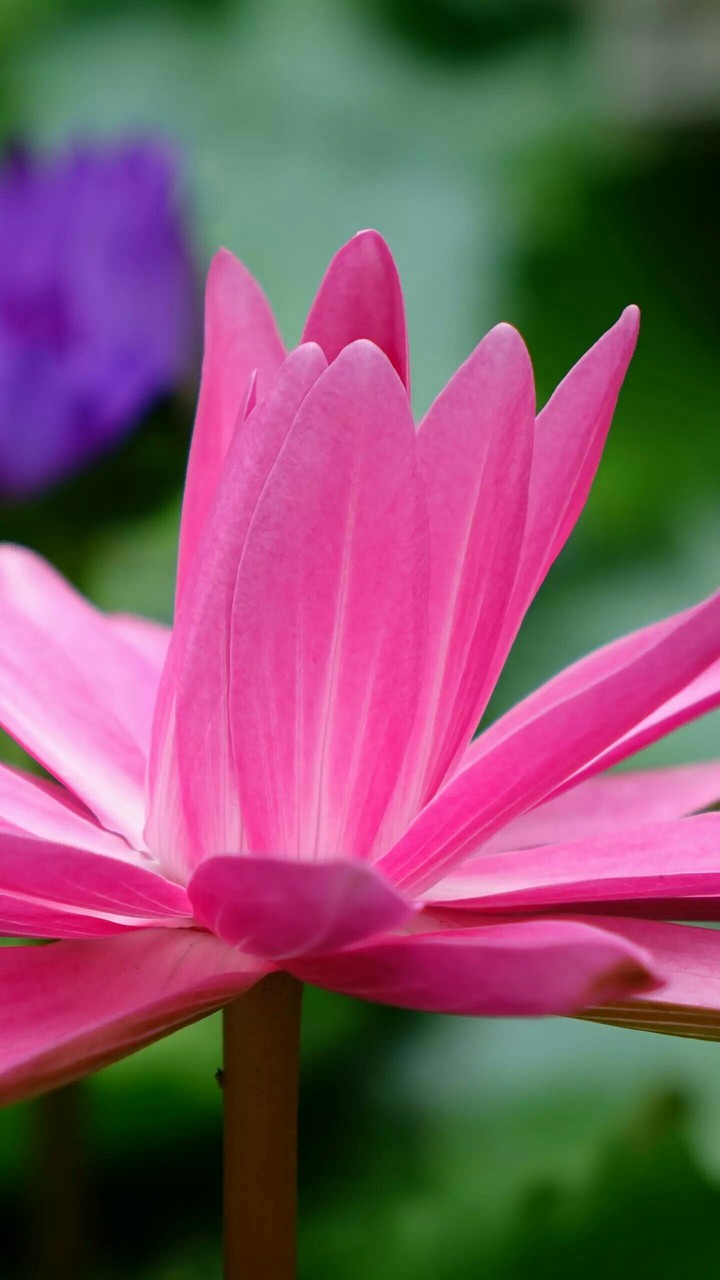 pink lotus