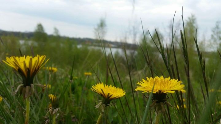 Löwenzahn