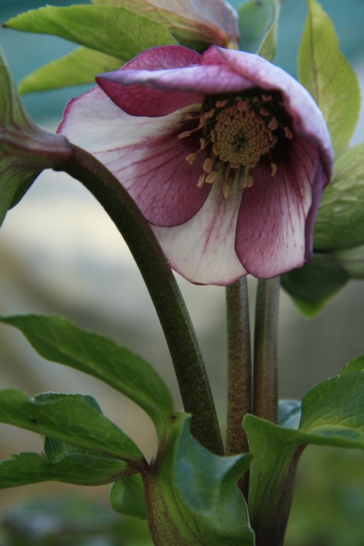 magic flower