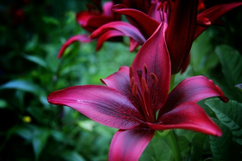 flora, purple桌布
