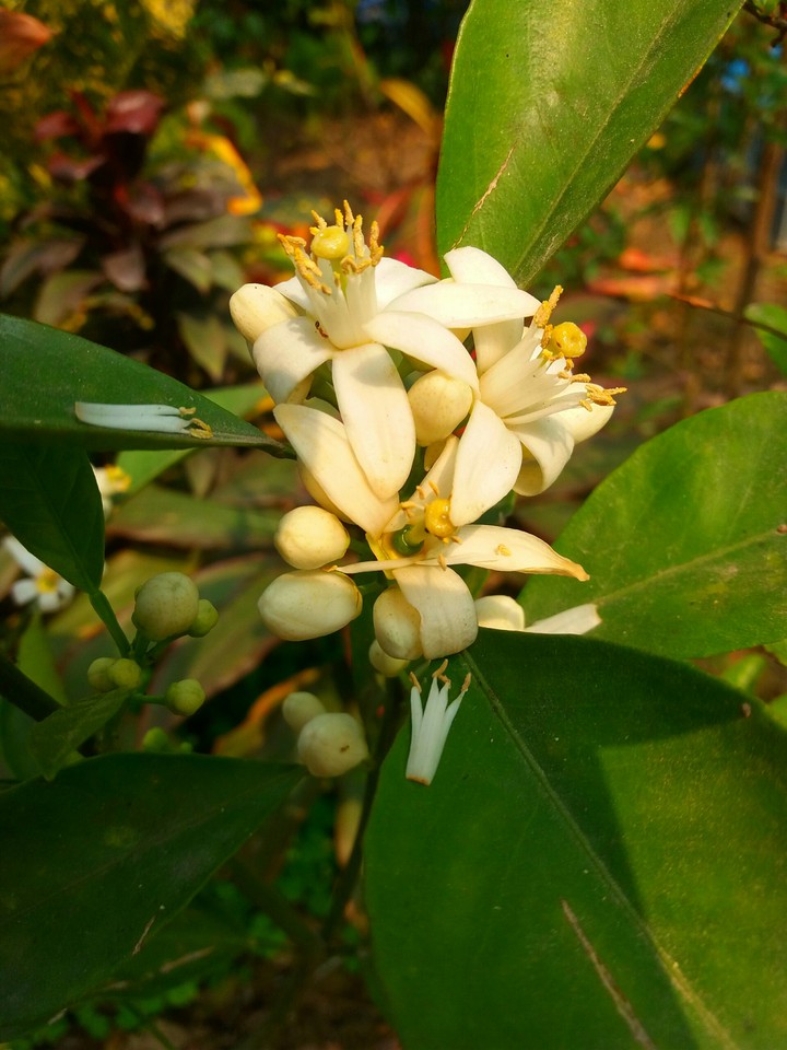 Flower