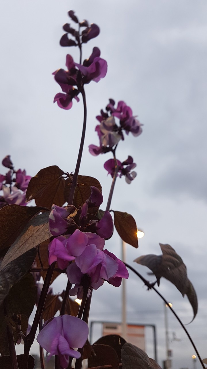 purple flowers
