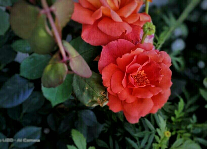 nature beauty
