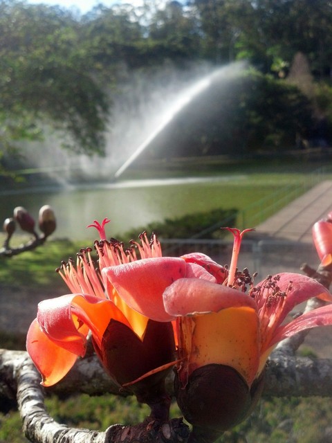 flores