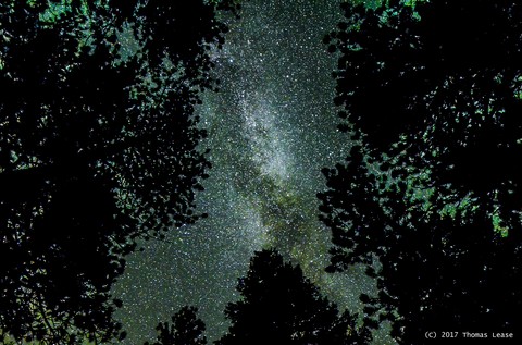 Milky Way though the trees