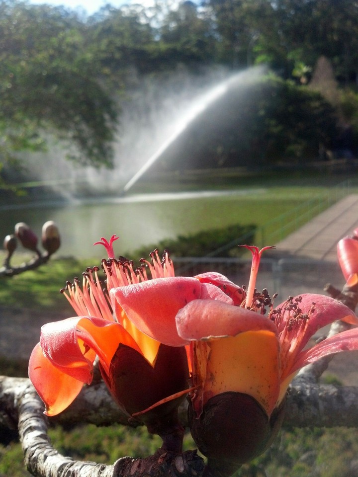 flores