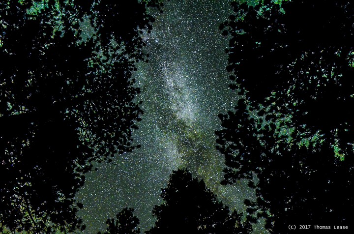 Milky Way though the trees