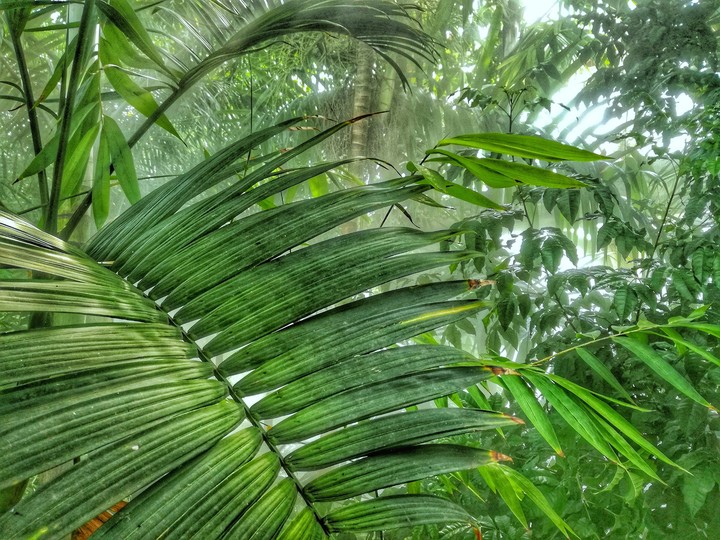 green paradise