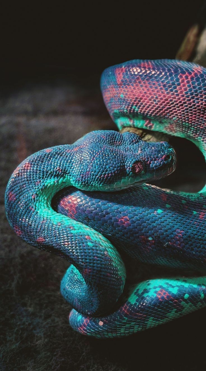snake