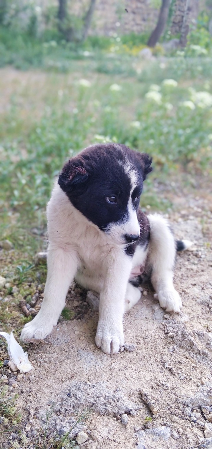 Cute puppy