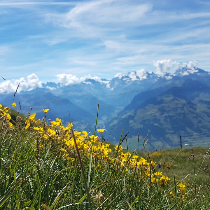 Schweizer Berge, Natur, Blumen