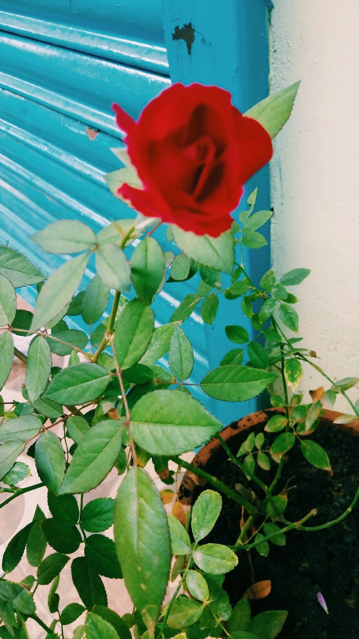 rose