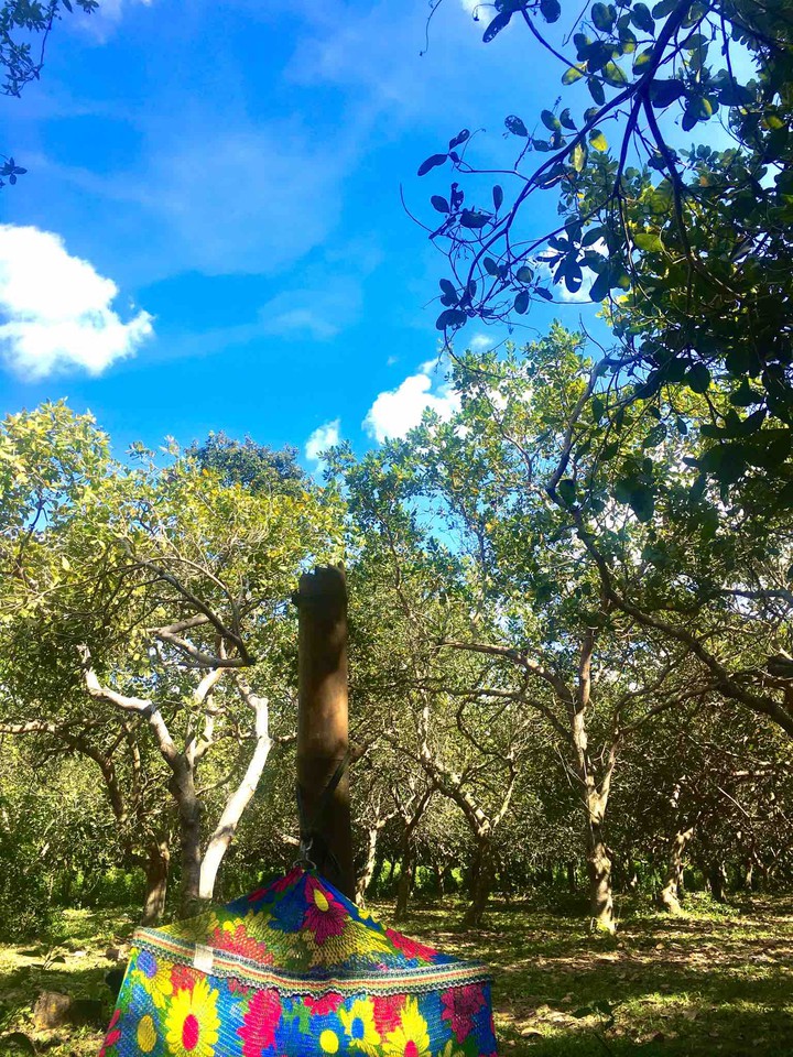 Forest park