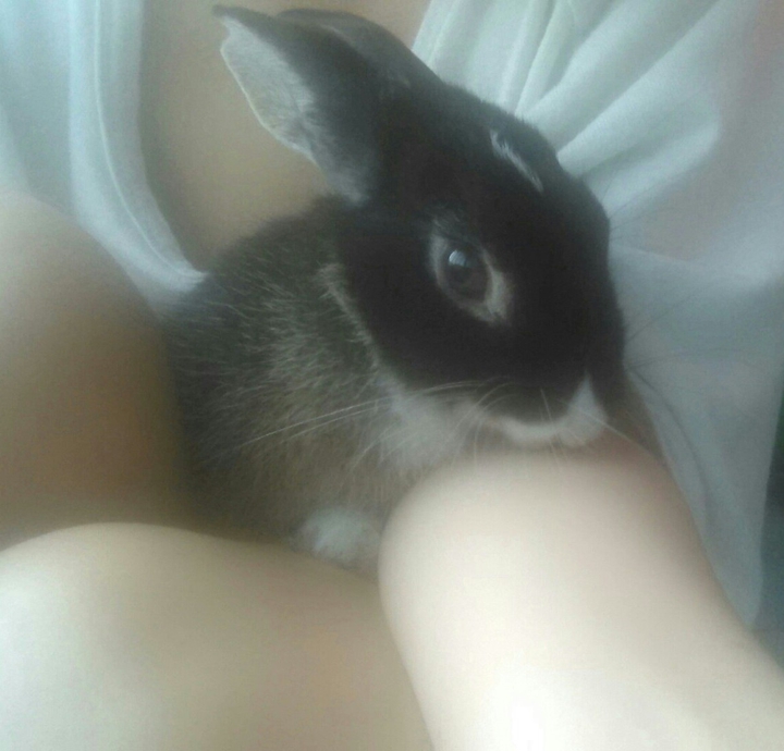 Rabbit