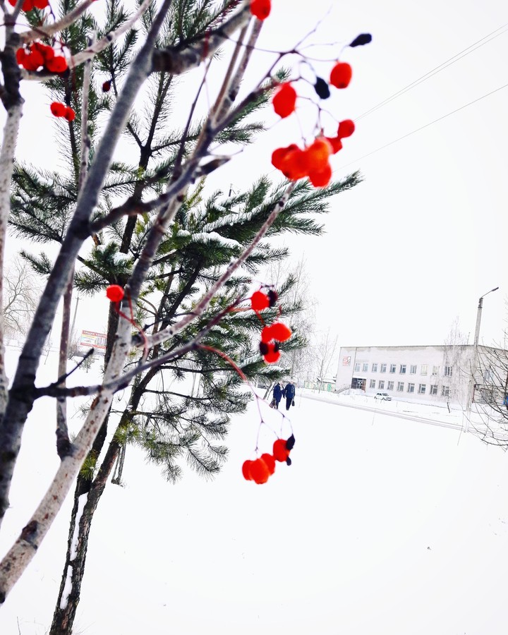 Winter Nature