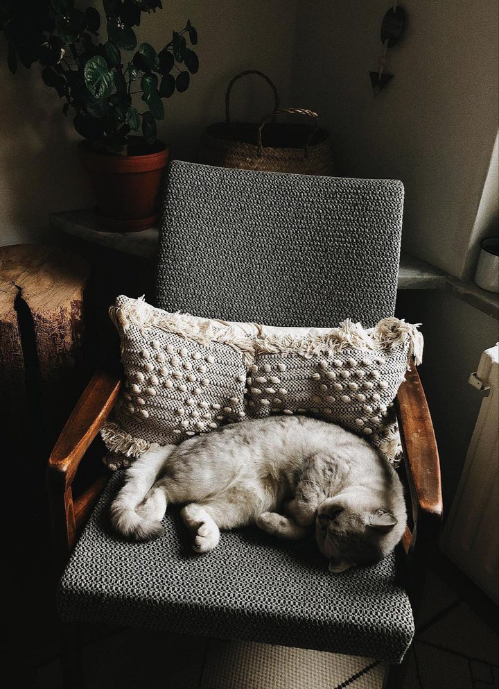 cat