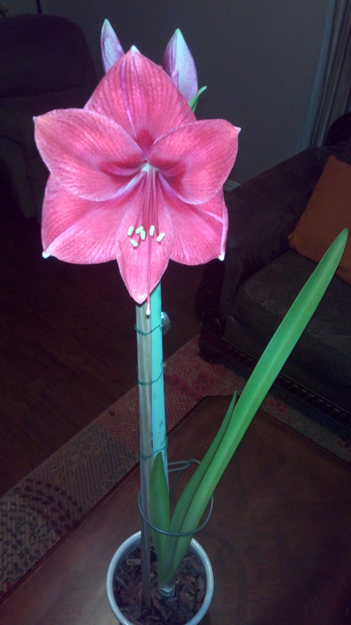 Mi Flor / My Flower