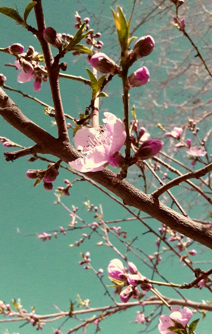 nectarine blossom