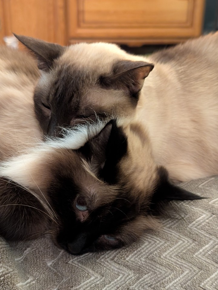 ✨♥️ Miyabi & Bill ♥️✨