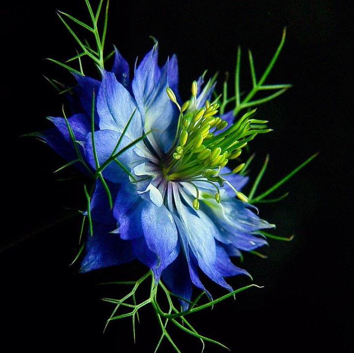 blue flower