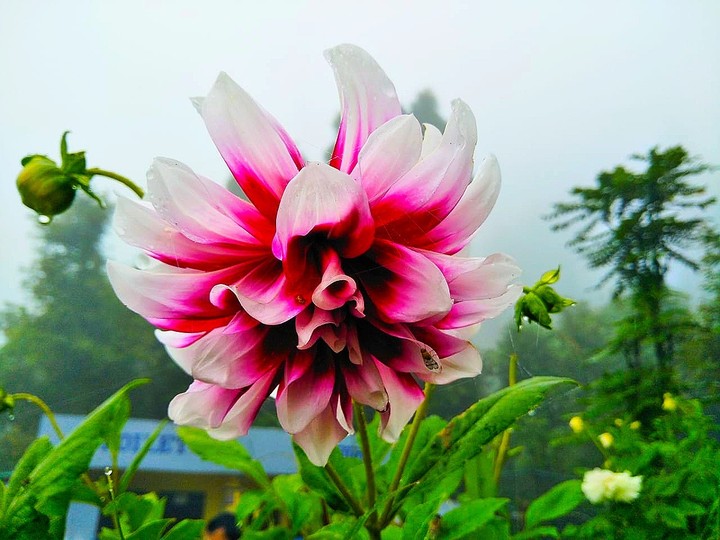 Flower # pink flowers # green # landscape # Darjeeling