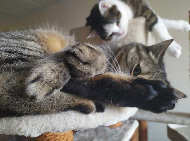 fluffy fur