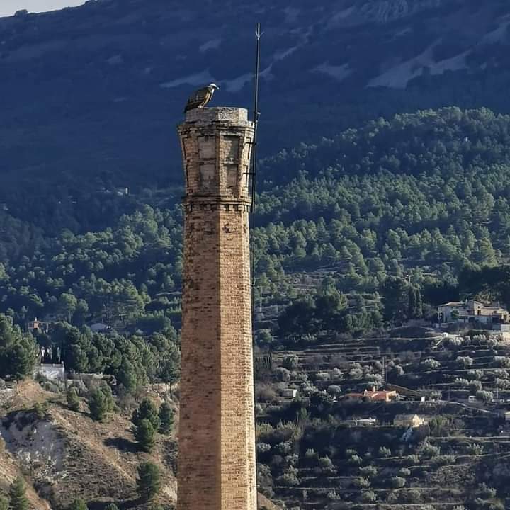 buitre