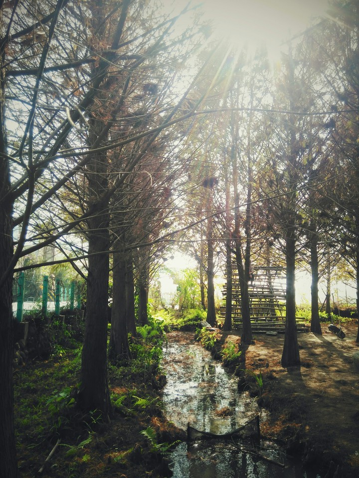 tree