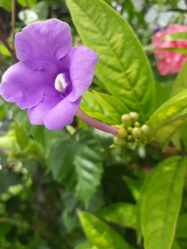 flor