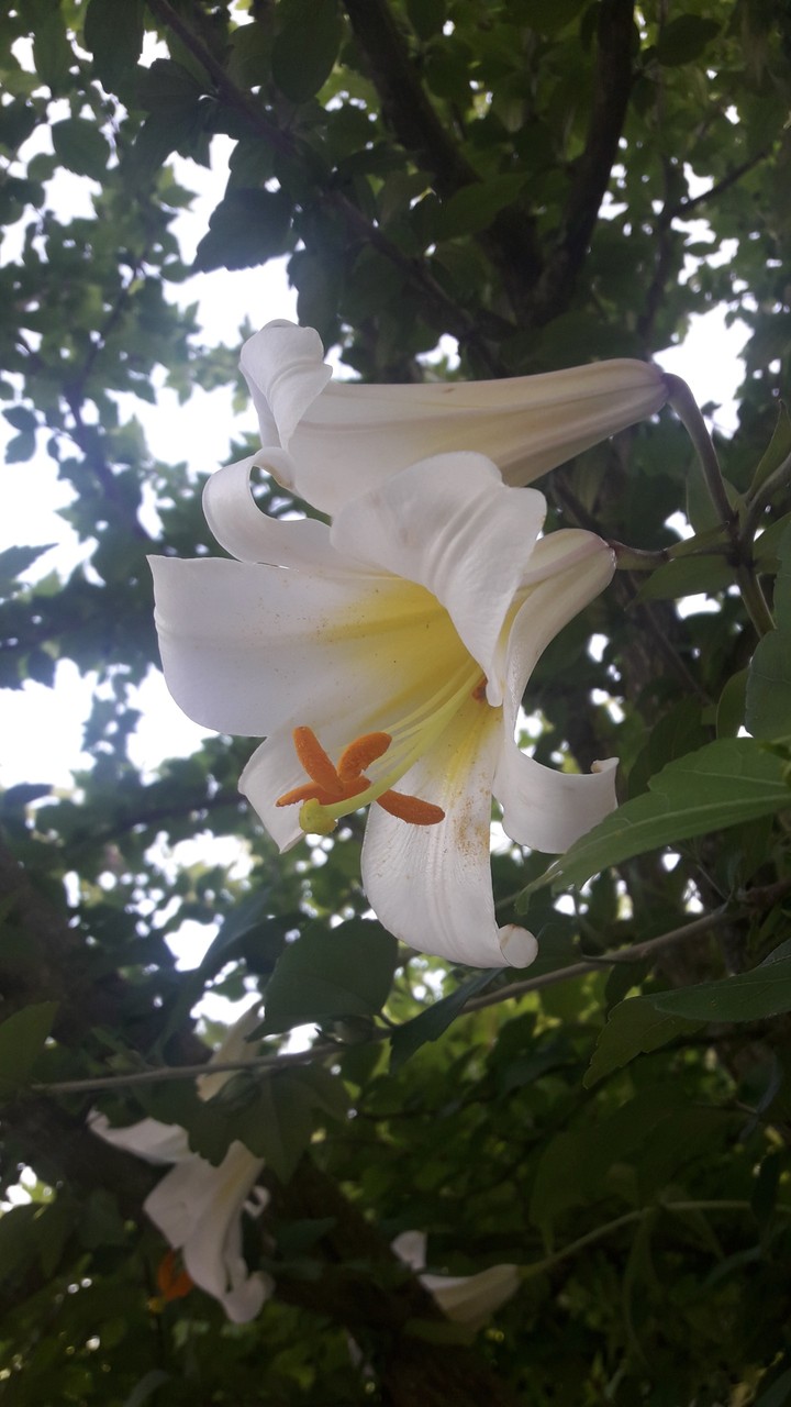 Flover for ever