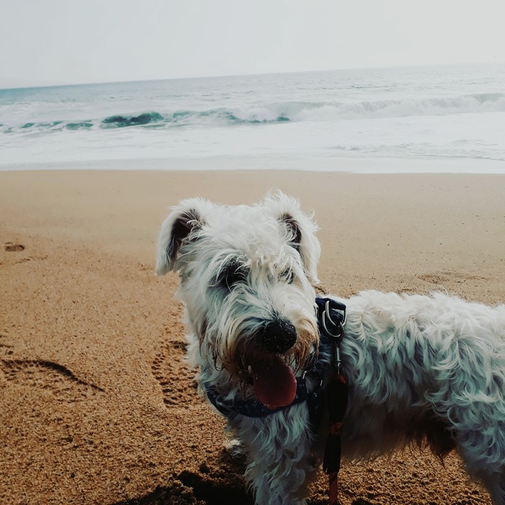 verne en viña del mar