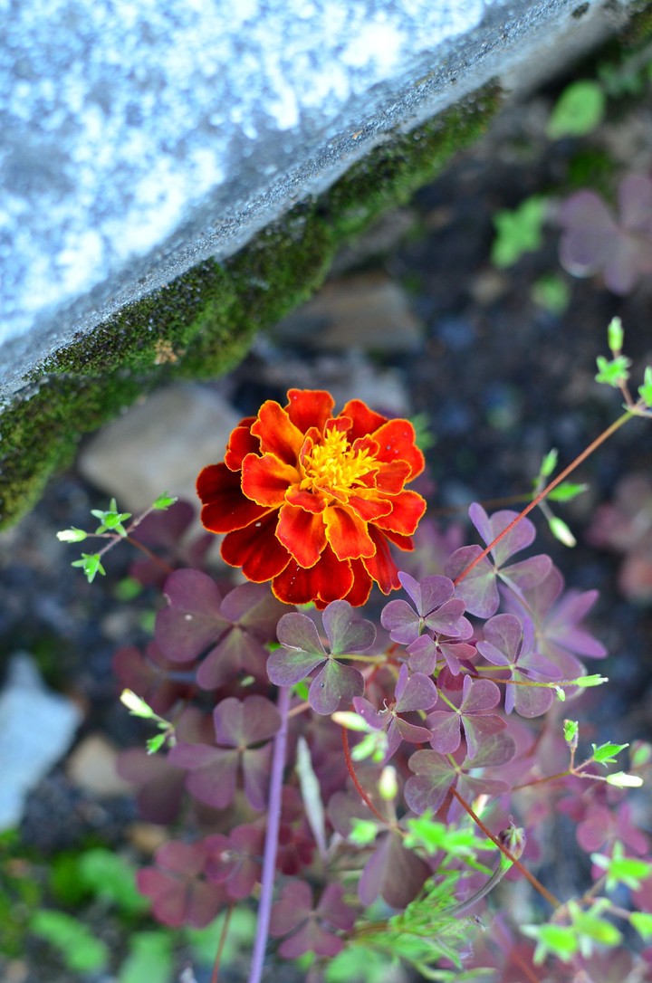 little flower