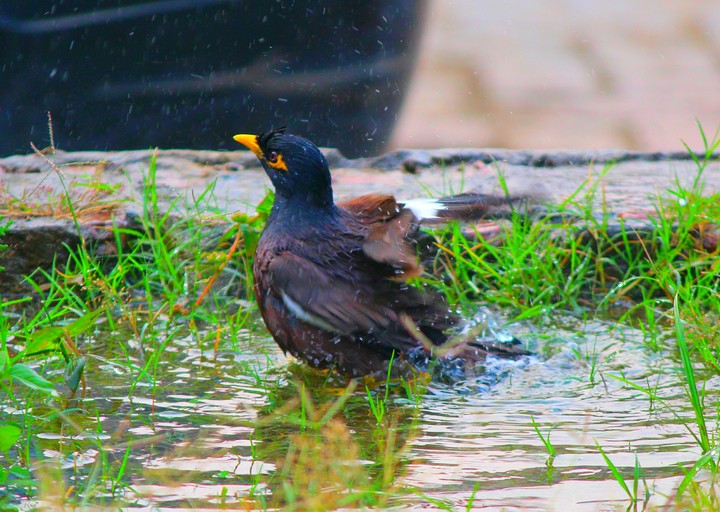 bird
