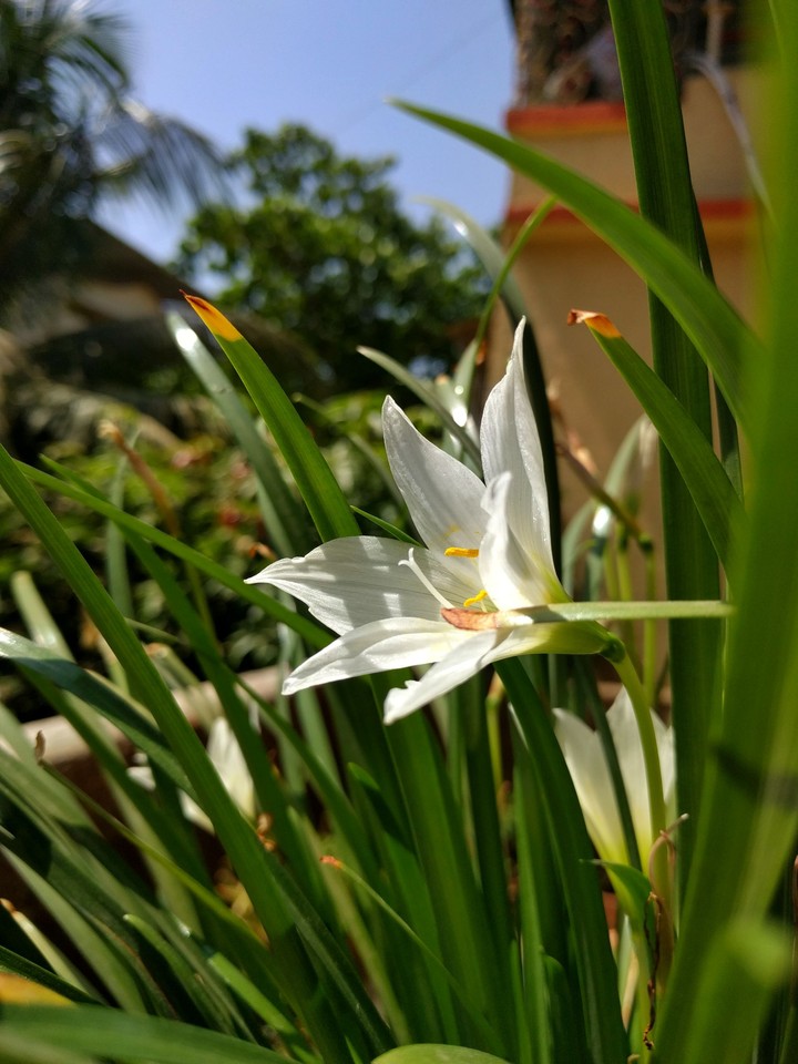 Flower
