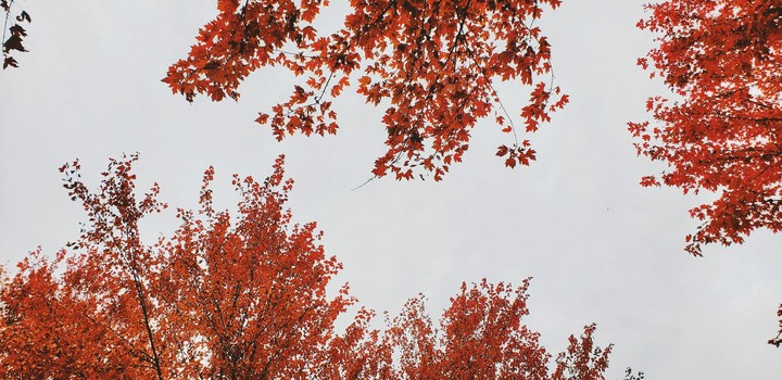 Leaves Fall