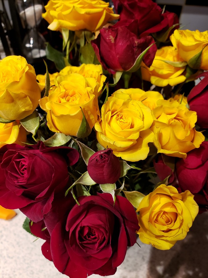 yellow and Red Roses