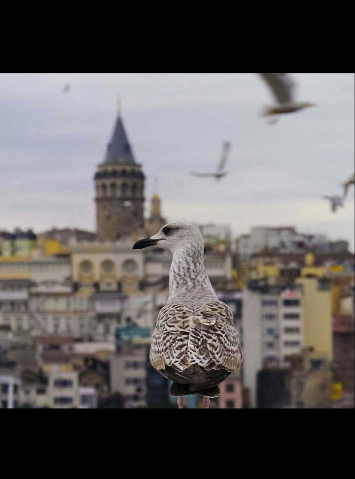 galata uzaktan bakış