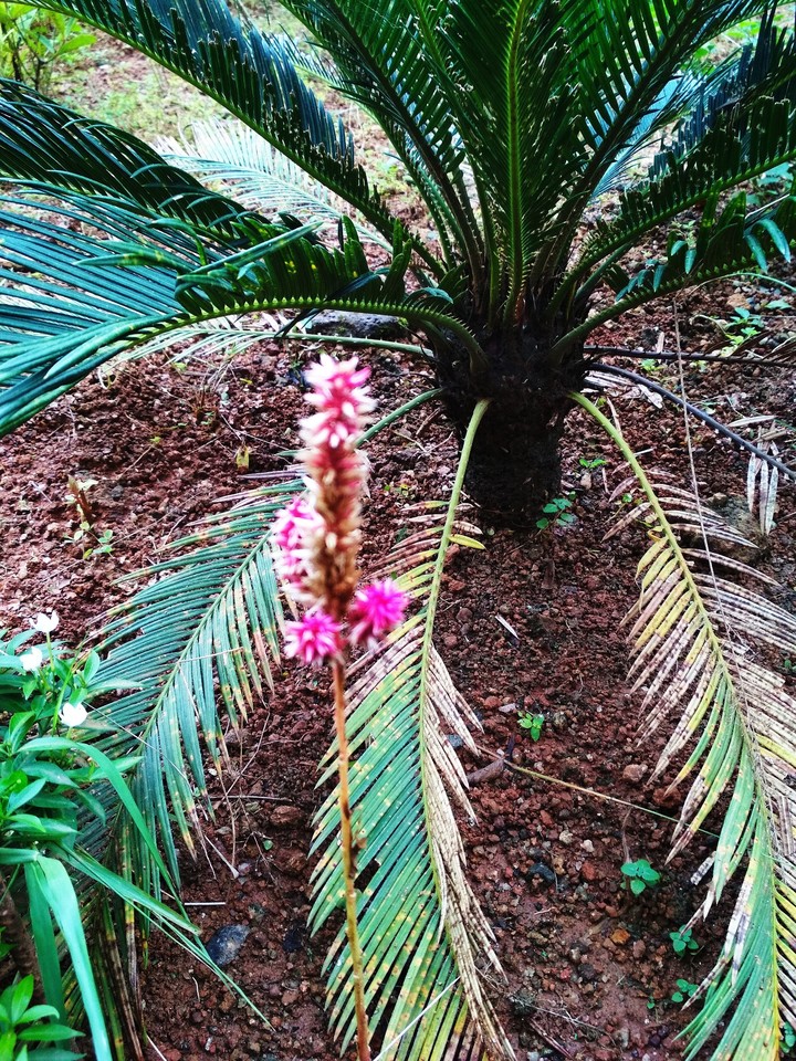flower