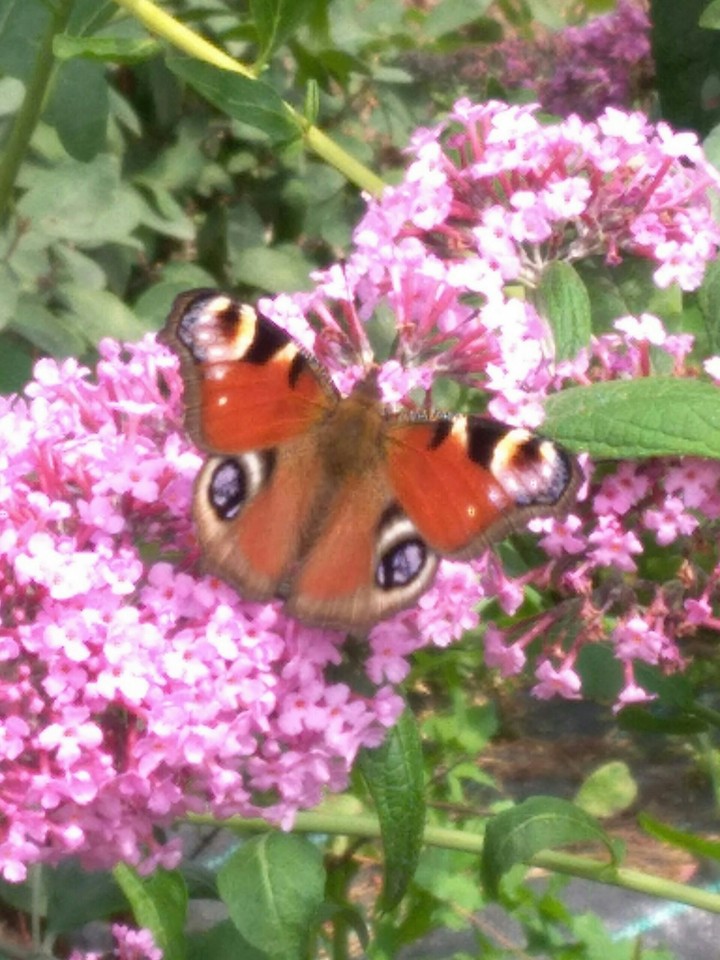 butterfly