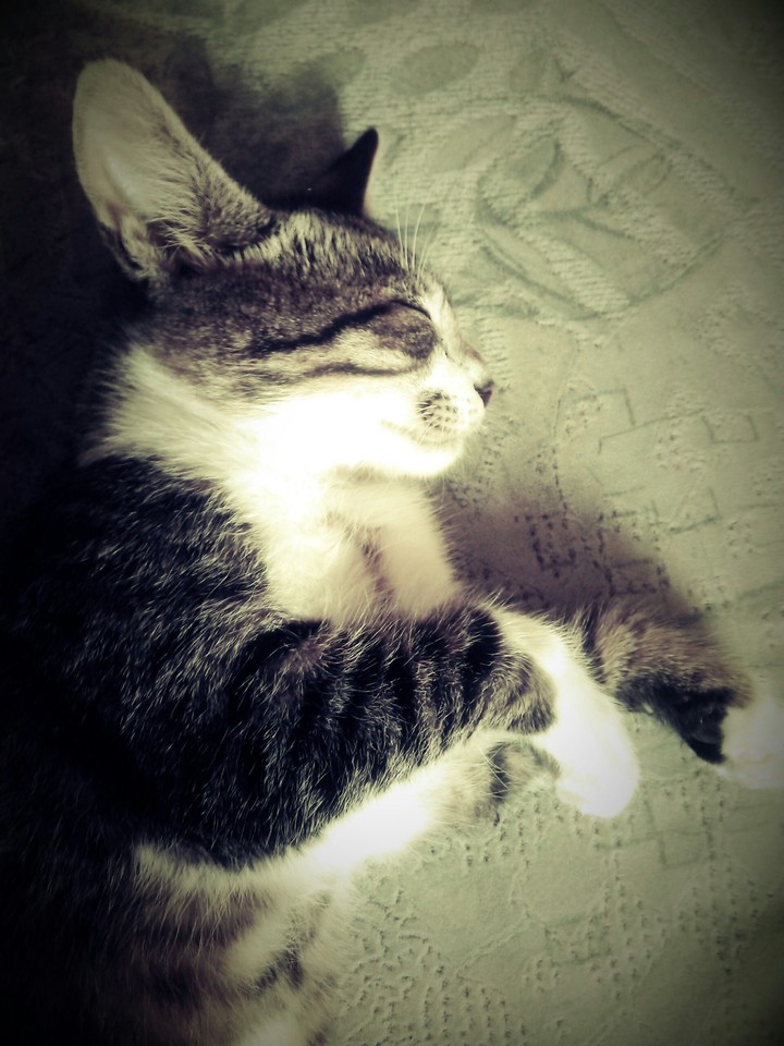 sleeping cat