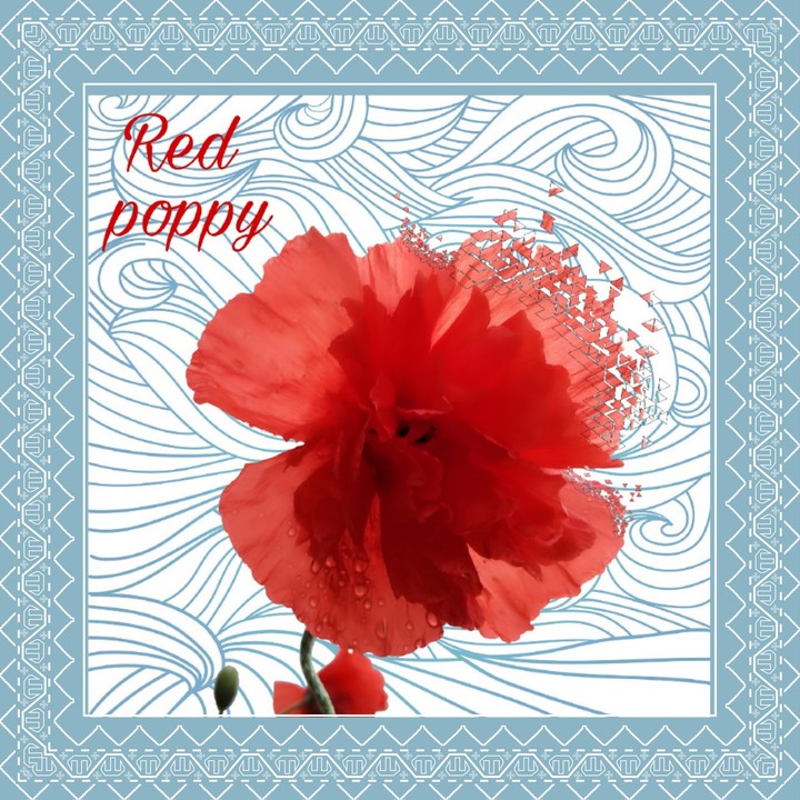 Red poppy