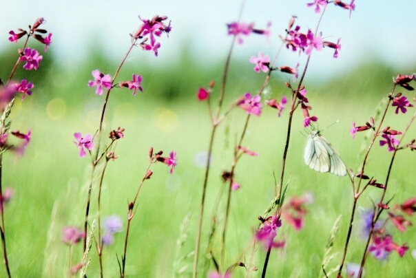 The beauty and simplicity.