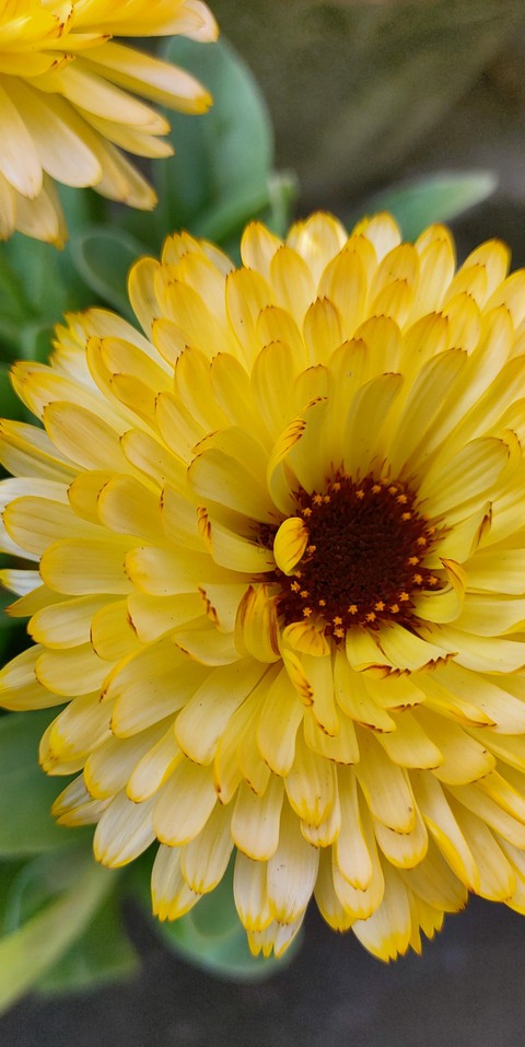 calendula