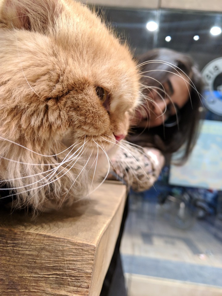 grumpy cat