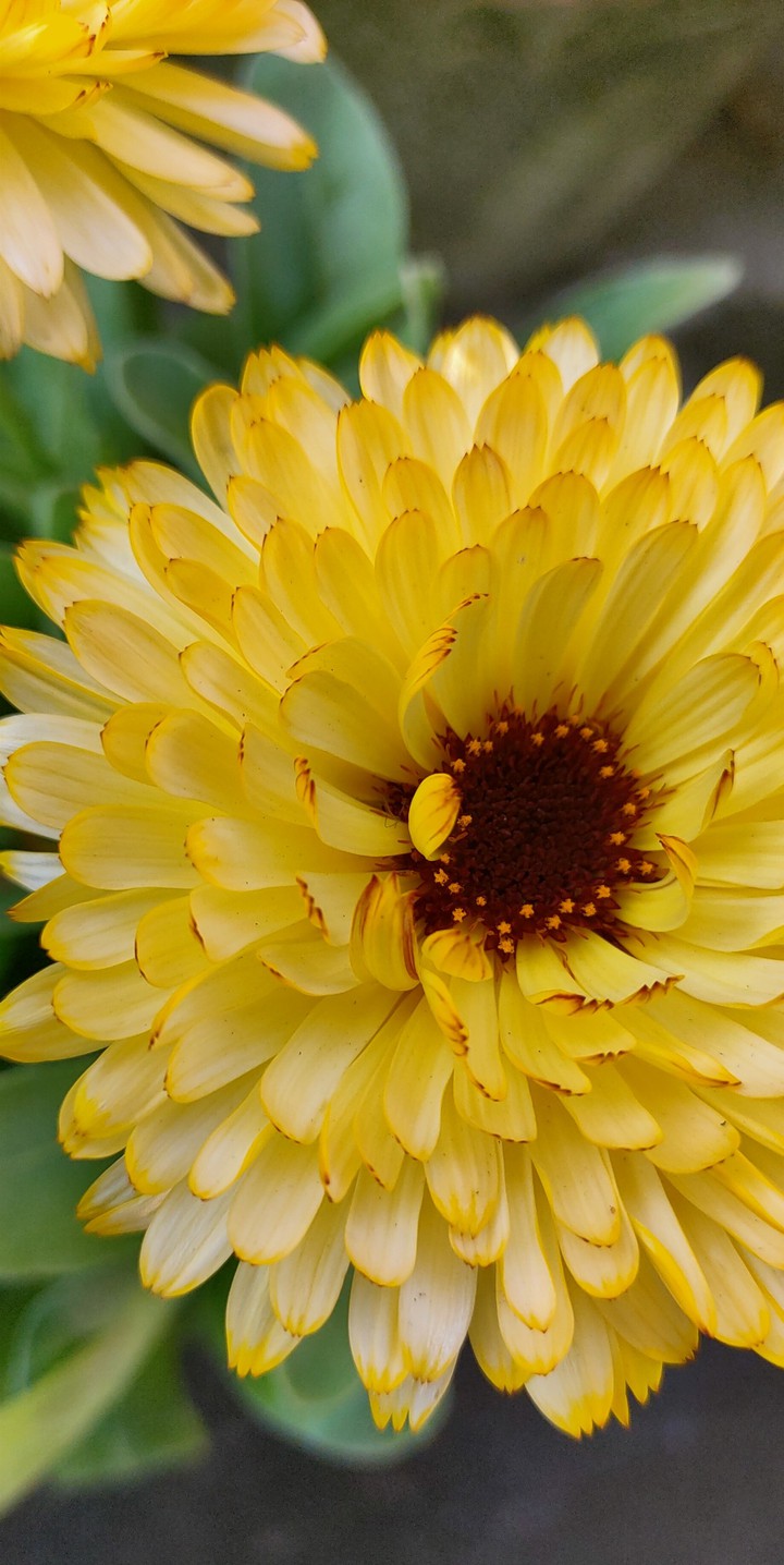 calendula