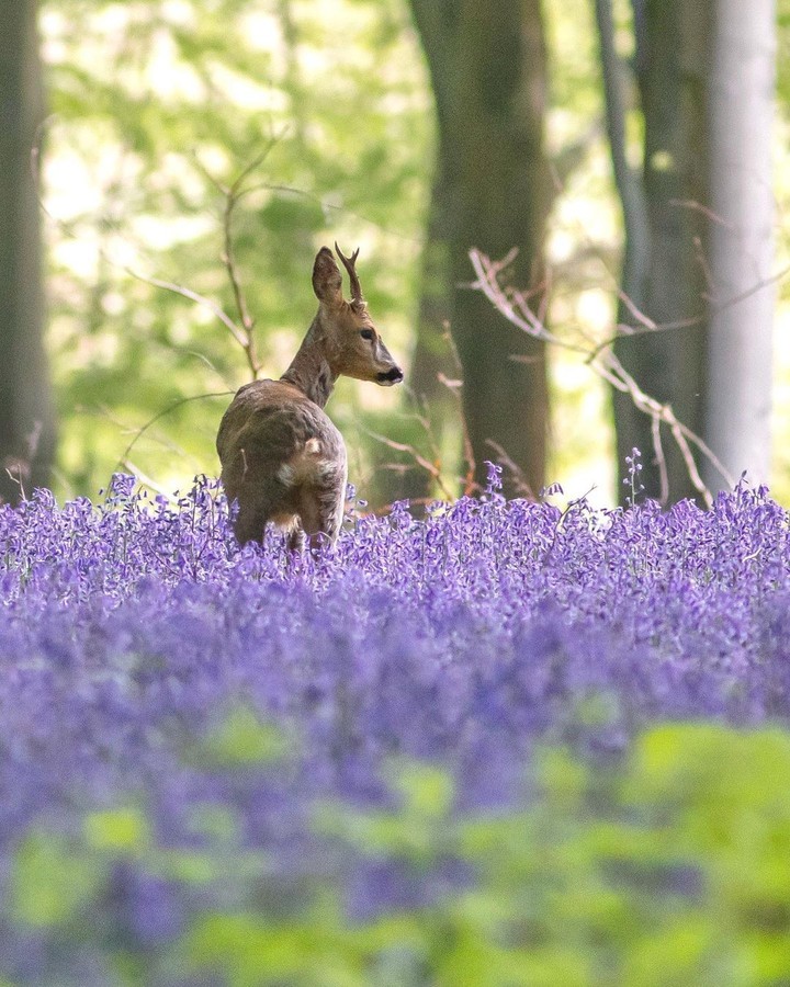 A wander in the blue. . .