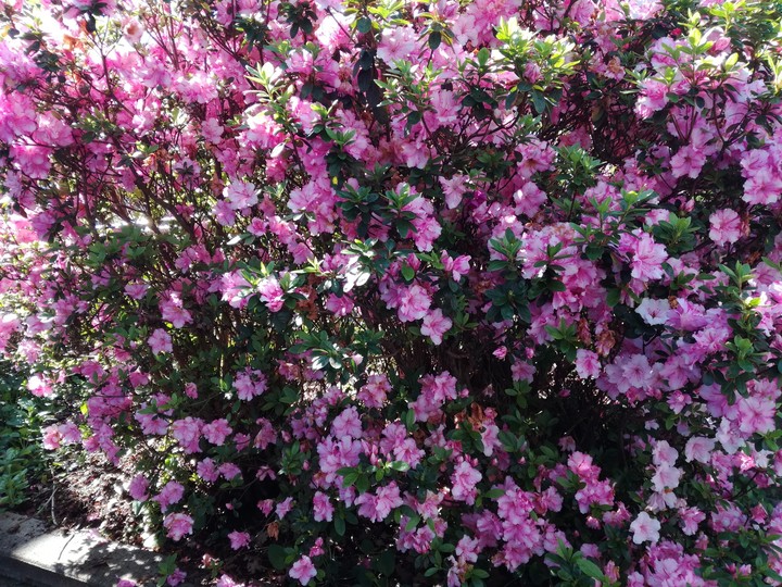 flower bush
