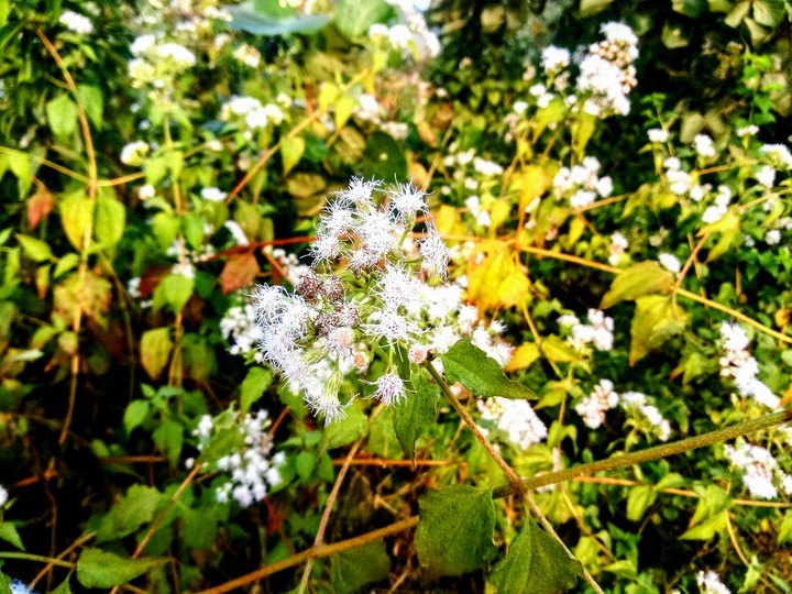 flower