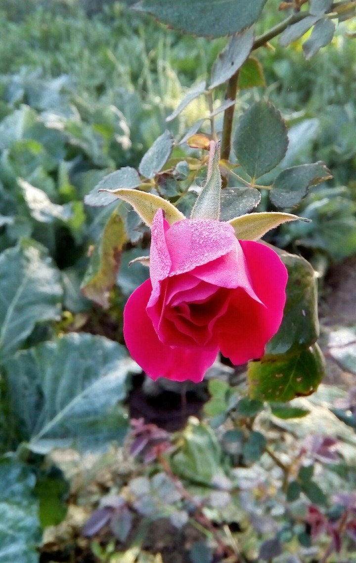 baby Rose